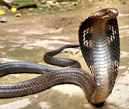 indian cobra,nagu pamu,poison  వాళ్ళు తాచుపాముల రక్తం తాగాలట!!